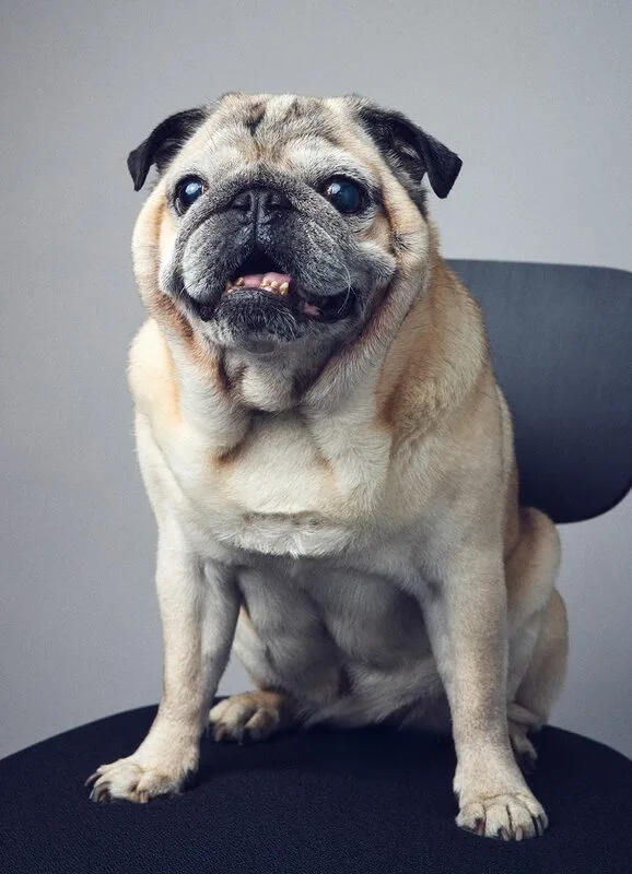 Alvin Bo Hansen, Office dog